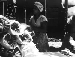 Banana harvest and forests in Guadeloupe, Antilles, 1950s Stock Footage