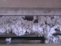 CU of cotton bolls moving down a conveyor belt. Stock Footage