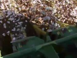CU of the front of the cotton harvester as moves through field, collecting cotton. Stock Footage