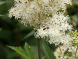 Bees on flowers HD Stock Footage