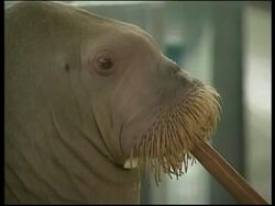 JAPAN: ANIMAL BAND REHEARSES News Clip