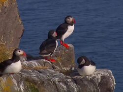 Puffins perch on a rocky ledge above the ocean. Stock Footage