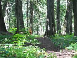 Hiker walking through forest with small dog Stock Footage
