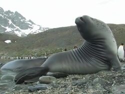 MS, Southern elephant seal (Mirounga leonina) bending backwards to look behind itself, king penguins (Aptenodytes patagonicus) and mountains in background, South Georgia Island, Falkland Islands, British overseas territory Stock Footage
