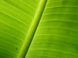 banana leaf Stock Footage