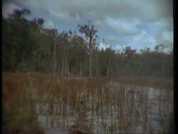 MS Swamp, Tilt down to eye of Spectacled Caiman, Caiman crocodilus, South America Stock Footage