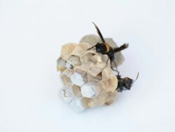 Macro of wasp Stock Footage