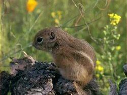 CU High angle, Antelope Squirrel washing then stands alert, USA Stock Footage