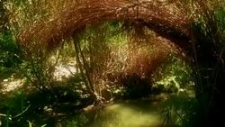 Small natural grotto made by growing reeds Stock Footage