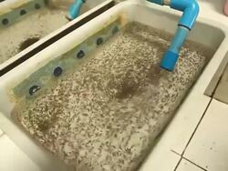 Fish hatchery ponds. Stock Footage