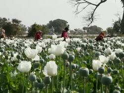 MS Men extracting the sap of the poppy / Rajasthan, India Stock Footage