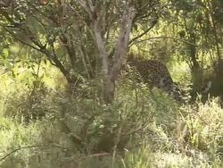 MS TS Leopard walking in forest / National Park, Africa, Kenya Stock Footage