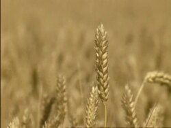 WA and CU Wheat field, wheat swaying in breeze, England Stock Footage