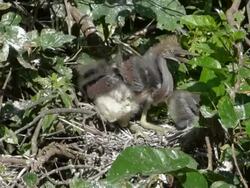 Juvenile Tricolored Herons in Their Nest Stock Footage