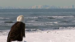 Biological Classification - Taxonomy, The Science of Classification Instructional Video