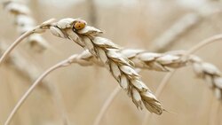 Ladybug sits on wheat. Stock Footage