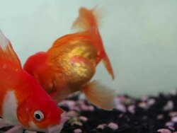 Goldfish Stock Footage