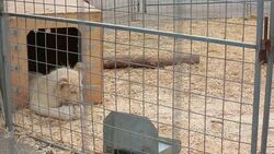 Circus sues govenment after animal ban Instructional Video