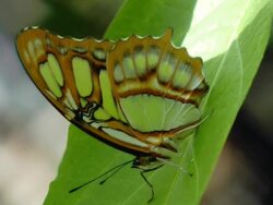 Green Butterfly sitting on a  leaf Stock Footage