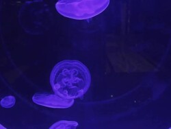 Small Jellyfish Stock Footage