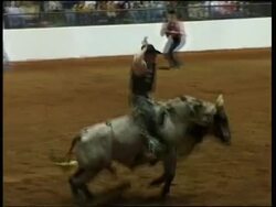 Bull riders in the US become more safety conscious News Clip