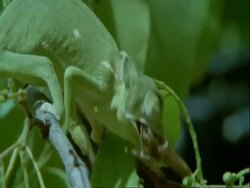 CU Flapnecked Chameleon, Chamaeleo dilepis, grabbing insect with tongue, eating, Botswana, Africa Stock Footage