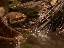 Extreme Close Up - Snake mouths at frog briefly before frog jumps away /  Stock Footage