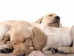 Sleeping Puppies Stock Footage