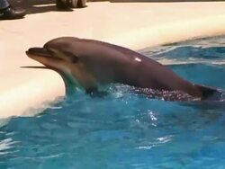 Dolphin in aquarium Stock Footage