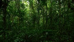 CLEAN : The Ecuadorian Amazon under News Clip