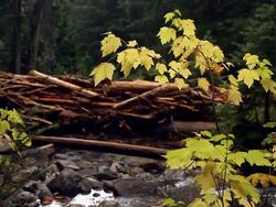 A waterfall in a stream crossing a forest Stock Footage