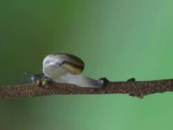 Snail on tree Stock Footage