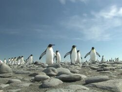 MS,  LA, King penguins (Aptenodytes patagonicus) walking on pebbles, South Georgia Island, Falkland Islands, British overseas territory Stock Footage