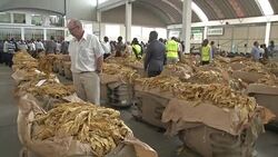 CLEAN : Zimbabwe's annual tobacco selling season begins News Clip
