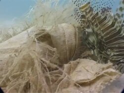 CU underwater view of Lionfish, Pterois sphex, with debris, Phuket, Thailand Stock Footage