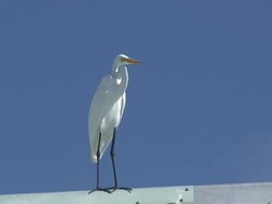 White egret on blue 1  60i Stock Footage
