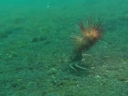 Decorator Crab carrying fire urchin, running, Indonesia  Stock Footage