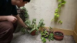 Young man watering his plants Stock Footage