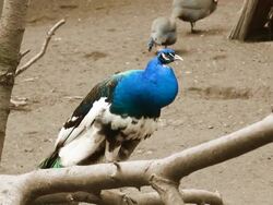 Peacock Stock Footage
