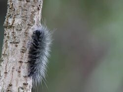 Hairy Caterpillar Stock Footage