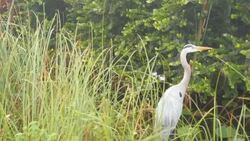 Pan shot of bird heron in south Florida swamp Stock Footage