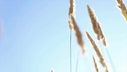 Grass waving on wind Stock Footage