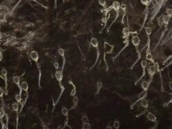 T/L dung fungi (Pilobolus sp.) on cow dung take 2, UK Stock Footage