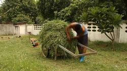 Clean up the grasses . Stock Footage