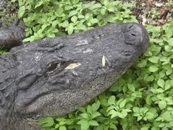 Close-up of an Alligator Stock Footage