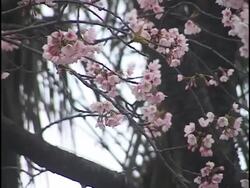 Japanese Cherry Blossoms Stock Footage