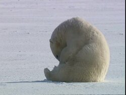 Polar bear (Ursus maritimus) inspecting itself, near Churchill, Manitoba, Canada Stock Footage