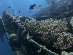 W/S underwater, diving a wreck, coral covering the boat Stock Footage