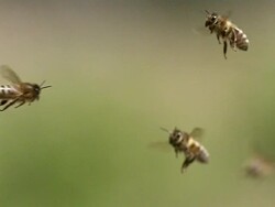MS SLO MO Honey bees flying / Vieux Pont, Normandy, France Stock Footage