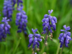 Lavender Stock Footage